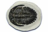 Detailed Hollardops Trilobite - Ofaten, Morocco #347776-2